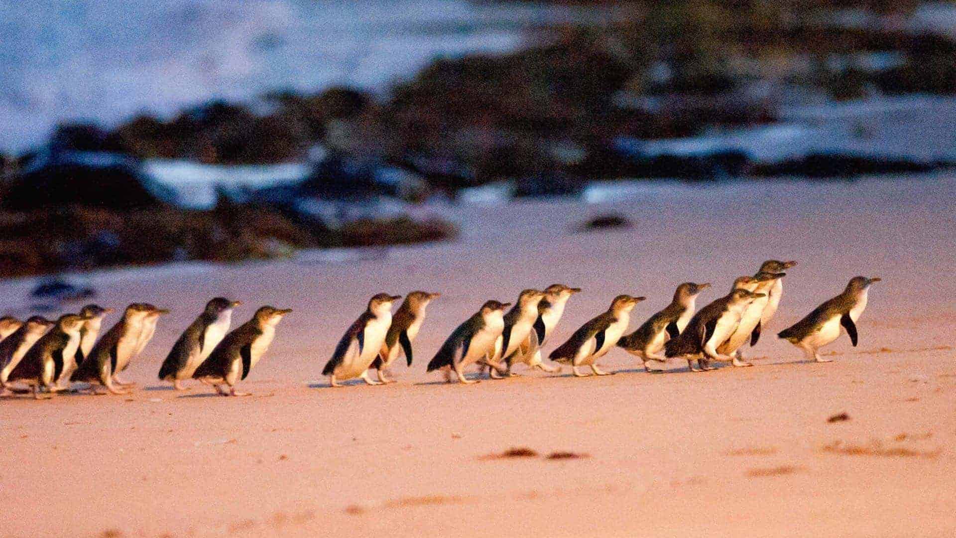 penguin parade phillip island bunyip tours