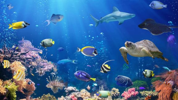 great barrier reef