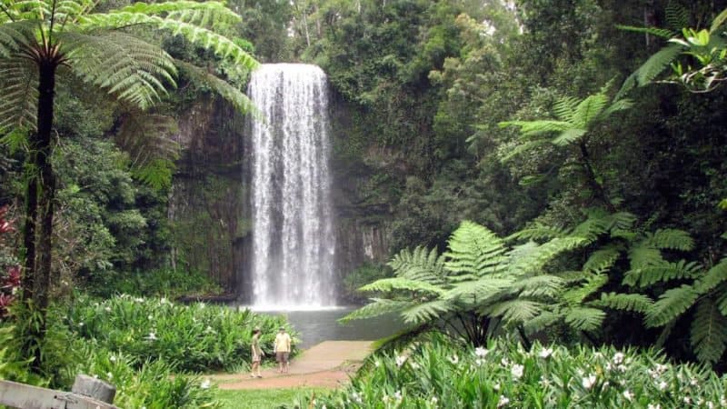 what to do in cairns millaa millaa falls atherton tablelands