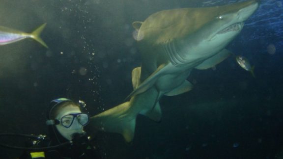 scuba diving with sharks