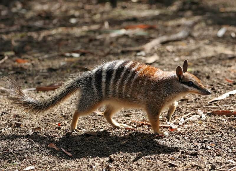 numbat native australian animals