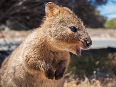 quokka on rottnest island