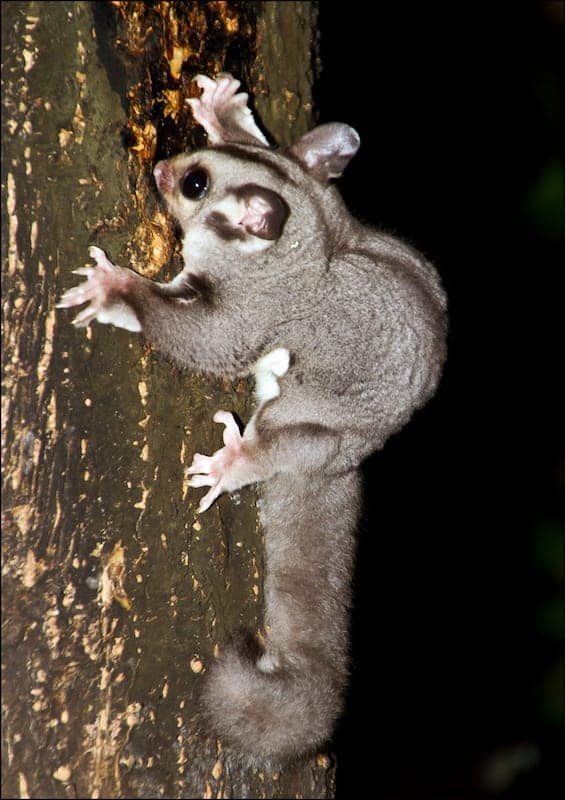 sugar glider