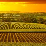 barossa vineyards - australian spririt