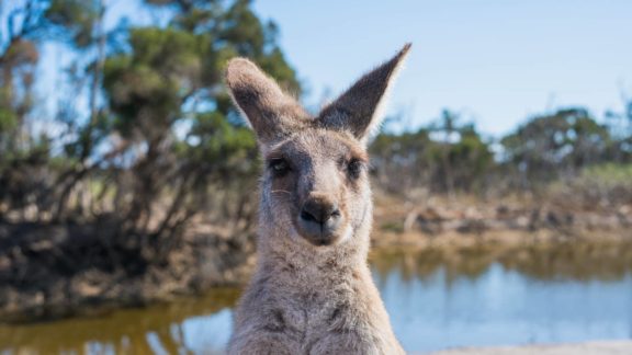 why backpackers choose australia